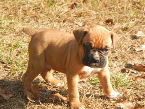 In many regions it is. Litter of 7 Boxer puppies for sale in BEECH ISLAND, SC. ADN-55080 on PuppyFinder.com Gender: Ma ...