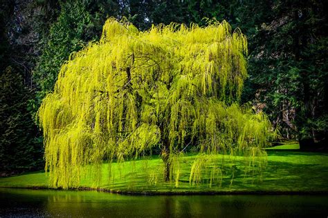 how to grow and care for willow trees gardener s path