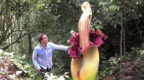 Worlds Biggest Flowers