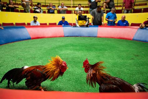 Culture Or Cruelty Puerto Rico Says No To Federal Cockfighting Ban