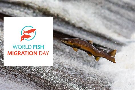 World Fish Migration Day 2022 Helping Fish Migrate Helps The Economy