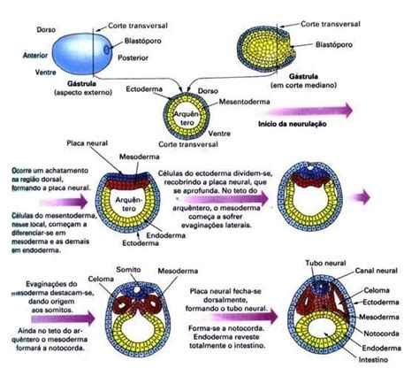Fases Do Desenvolvimento Embrion Rio Resumo Tabela E Explica O
