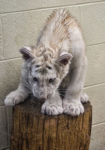 See Rare And Exotic Animals At Wildlife World Zoo Phoenix