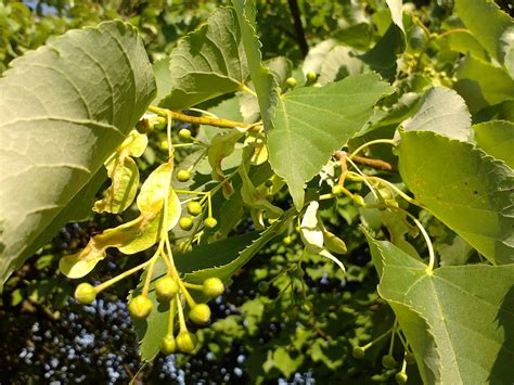 Tilia Cordata Little Leaf Linden Littleleaf Linden Small Leaf Lime