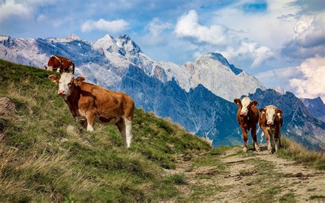 Wallpaper Austria Cows Mountains Grass Slope 1920x1200 Hd Picture