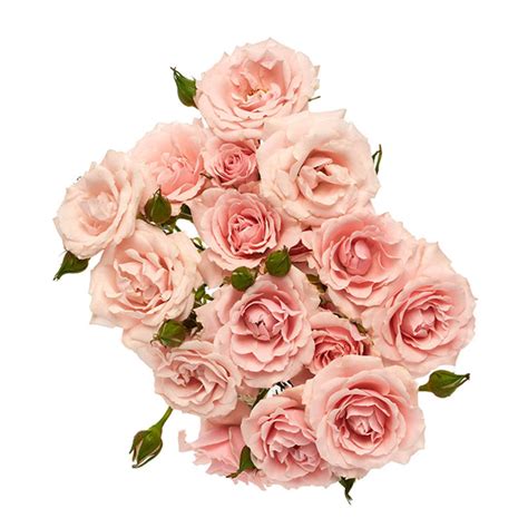 Spray Rose Pink 2800 Portland Wholesale Florist Wholesale