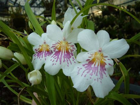 Miltoniopsis Phalaenopsis Syn Odontoglossum Phalaenopsis Miltonia