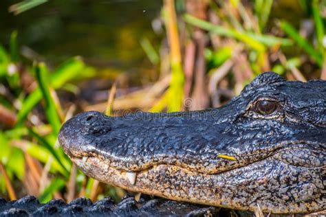A Large American Alligator In Everglades National Park Florida Stock