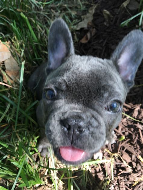 25 Blue Brindle French Bulldog Dna Gallery Animal Lovers Love To Have