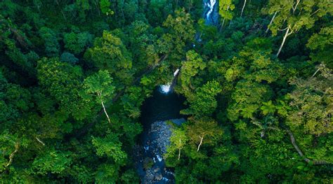 Manfaat Besar Hutan Hujan Tropis Pt Kilau Surya Alam Lestari