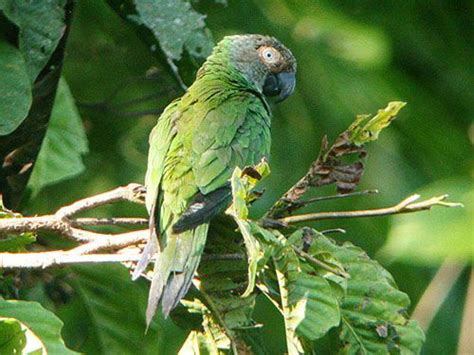 Dusky Headed Parakeet Wikipedia The Free Encyclopedia Parakeet