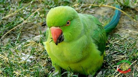 Sex Indian Ringneck Parrot Telegraph