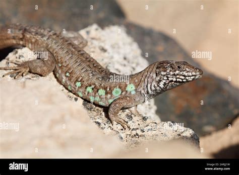 The Atlantic Lizard Gallotia Atlantica Is A Species Of Lizards In The