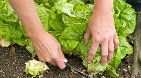 The Best Time And Method To Harvest Lettuce Correctly