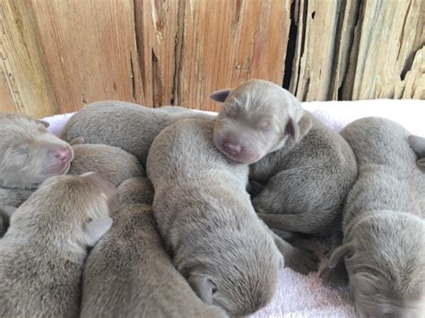 Some of lilies pups silver charcoal and lite charcoal labs. Silver Lab Retriever Puppies for Sale | Silver and ...