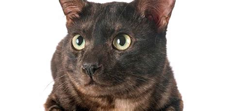 Black Bengal Cat Melanistic Bengal Traits And Care