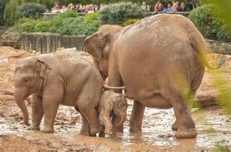 Baby Elephant Enjoys First Mud Bath At Chester Zoo North Wales Live