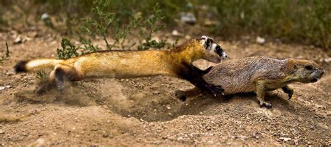 Fascinating Black Footed Ferret Facts
