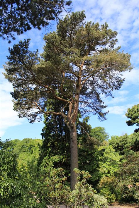Scots Pine For Favourite Botanics Stories