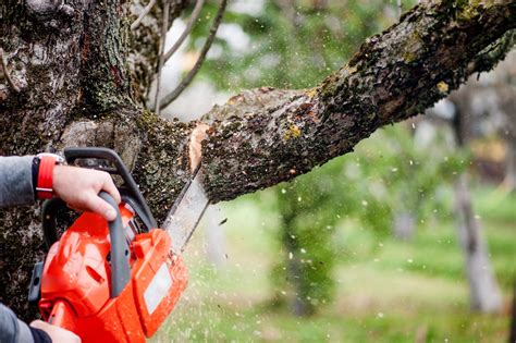 Five Reasons To Hire A Professional Tree Care Service Pro Tree