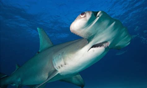Hammerhead Shark Fish Facts Sphyrnidae A Z Animals