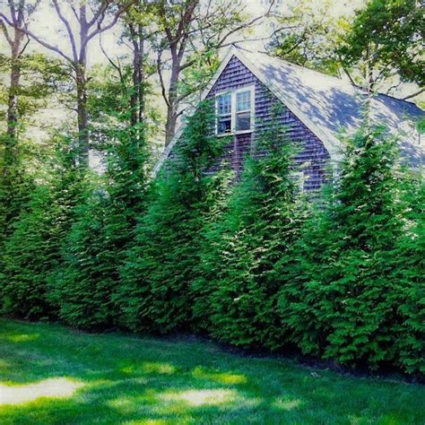 Thuja Green Giant Tree Enjoy A Lush Green Thick Privacy Wall