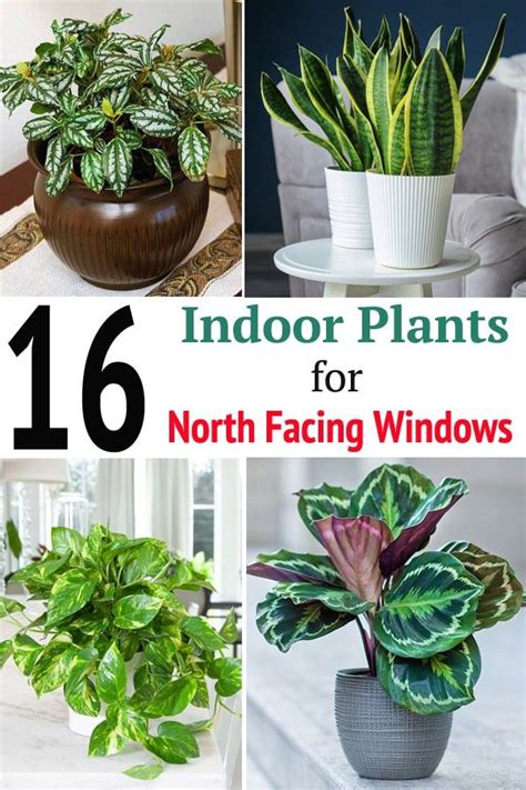 16 Indoor Plants For North Facing Windows In 2021 Indoor Plants
