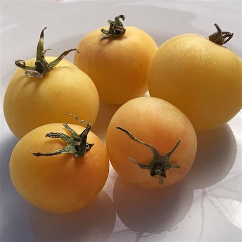 Our garden experts have been designing and perfecting our exclusive line of tomato cages, stakes, towers and ladders since 1983. Garden Peach Organic Tomato Seeds -TomatoFest