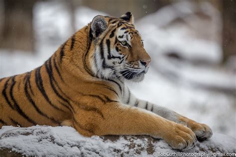 Amur Siberian Tiger The Mighty Amur Tiger Sits