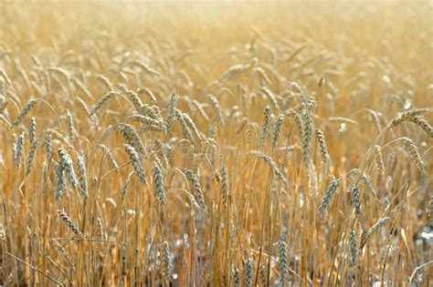 Wheat Field With Sunlight Stock Image Image Of Background 56076727