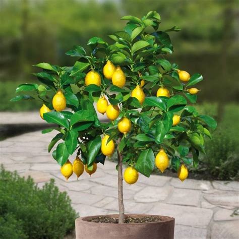 Here Is How To Grow A Lemon Tree In 2024 Growing Magazine