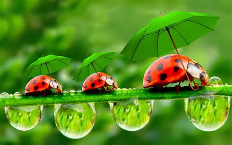Wallpaper Creative Pictures Water Droplets Dew Ladybugs Umbrellas