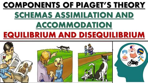 Basic Components Of Piaget S Theory Schema Assimilation Accommodation