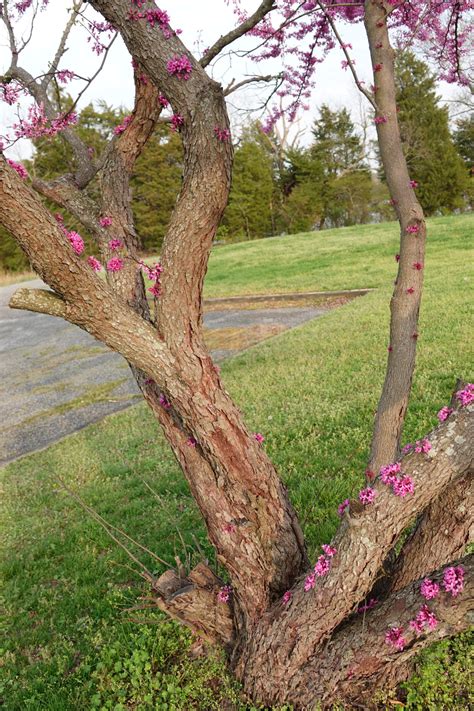 Redbud Is Ready For Spring Virginia Native Plant Society