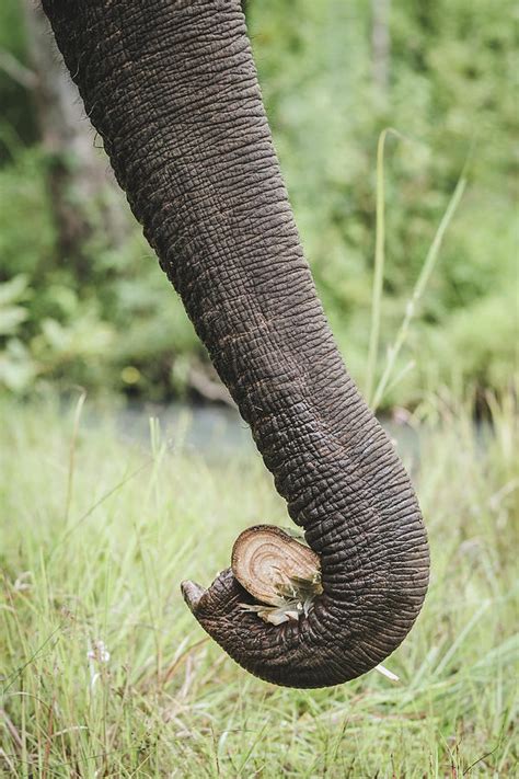 Asian Elephant Trunk Photograph By Sergio Florez Alonso Pixels
