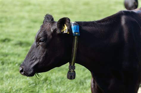 Collars Allflex Livestock Intelligence New Zealand