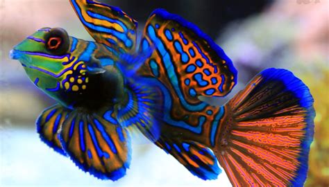 10 Peixes Ornamentais Mais Raros De Se Ter Em Casa Mundo Inverso