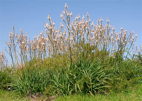 Asphodelus Ramosus Flora Of Cyprus — A Dynamic Checklist