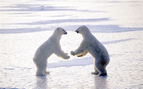 Male Polar Bears Fighting 2c Churchill Wallpapers Hd Wallpapers 71120