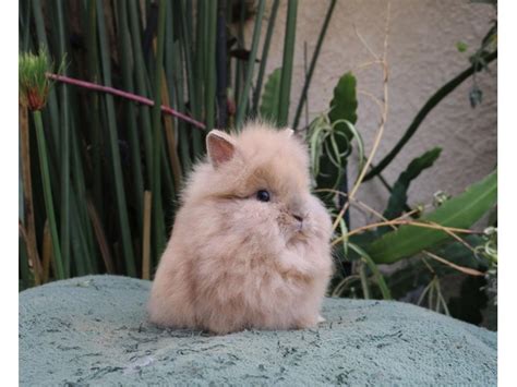 Lionhead Rabbit Breeders In New Mexico Our Lovely Rabbits