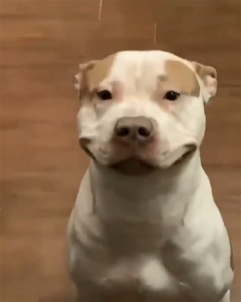 Pitbull Smile