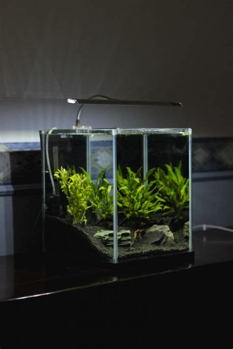 Spider Wood Aquarium Setting Up One For Your Fish