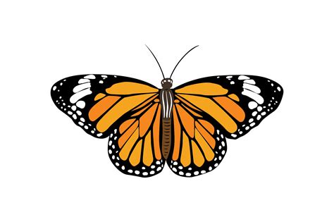 Download Butterfly SVG File - Free vector icons - SVG, PSD