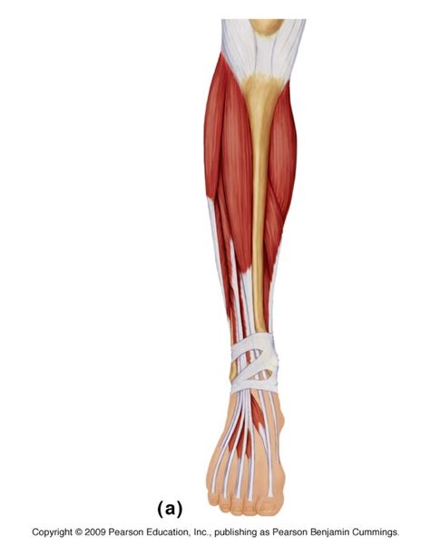 Anterior Muscles Of The Lower Leg Diagram Quizlet