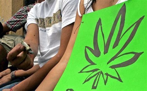 Maconha Da Lata Tudo Sobre Maconha Cannabis A Sociedade Agradece A Sua Legalização