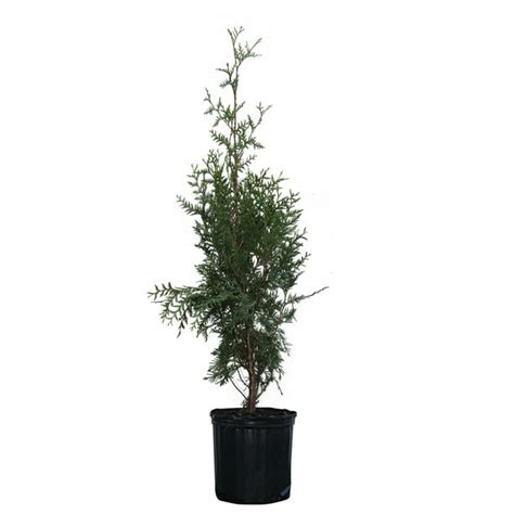 Thuja Green Giant Tree Fast Growing Evergreen Privacy Trees Cannot