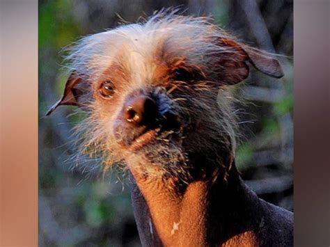 See Worlds Ugliest Dog Contest Competitors Abc News