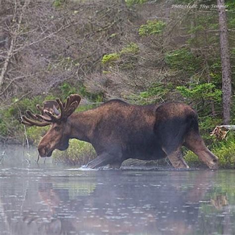 Deer are lucky to be half that size. Adirondack Moose - Facts About The Region's Iconic Animal