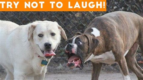 Try Not To Laugh At This Ultimate Funny Dog Video Compilation Funny