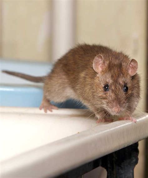 Pest Control For Rats And Mice Rid Of Moles